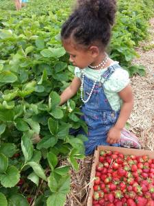 picking strawberries in 2013